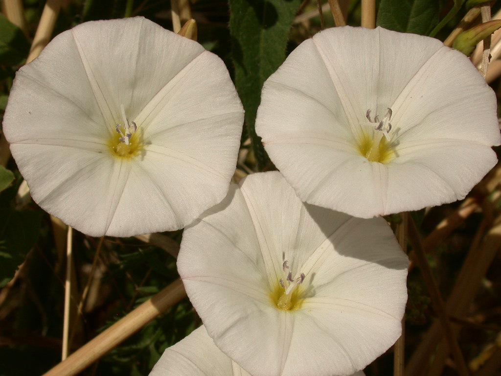 Convolvulus elegantissimus / Vilucchio elegantissimo (quiz)